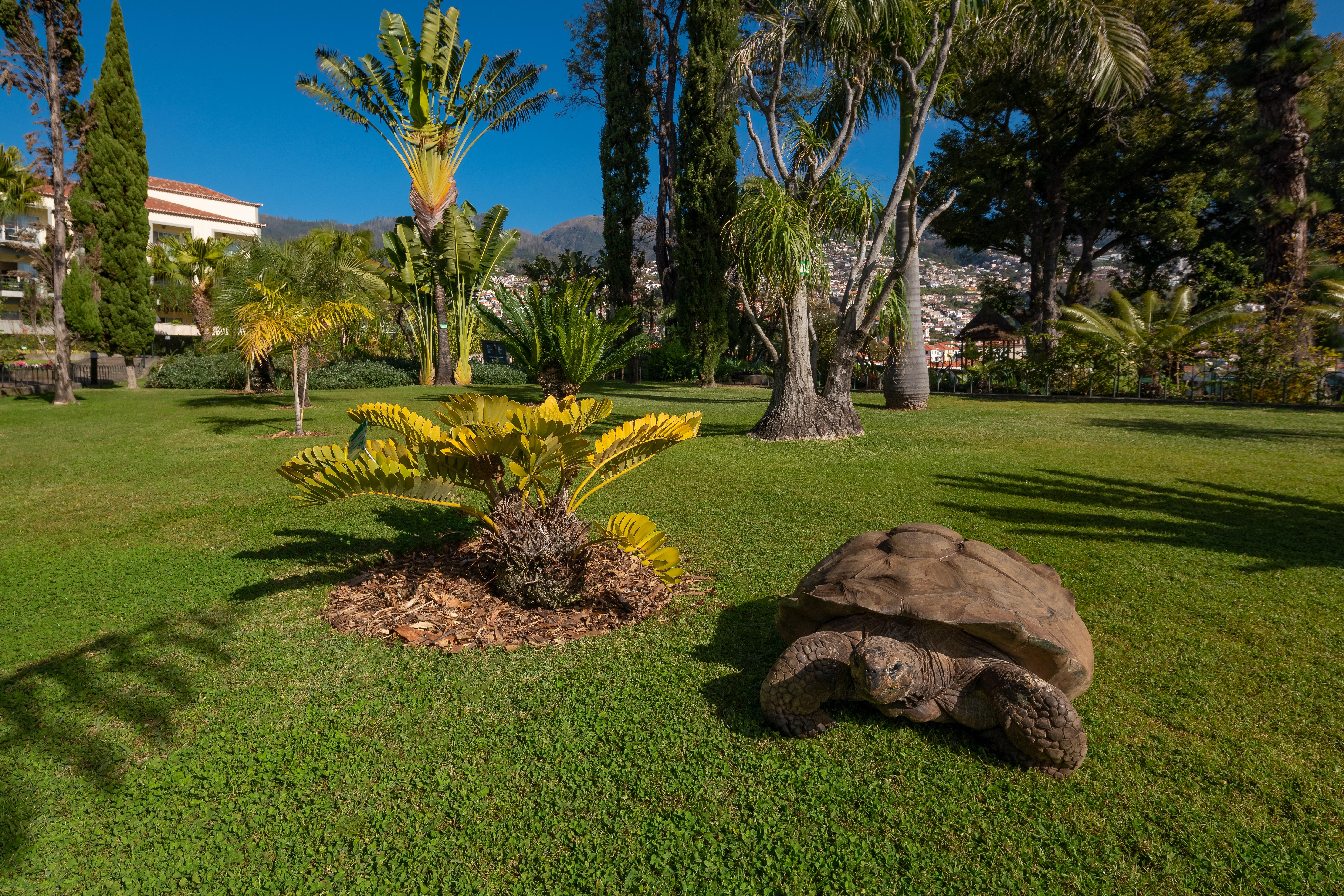 Quinta Jardins Do Lago Funchal  Exteriör bild Aldabra giant tortoise at the park